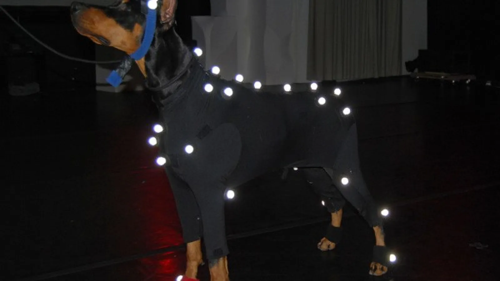 Doberman in motion capture lab