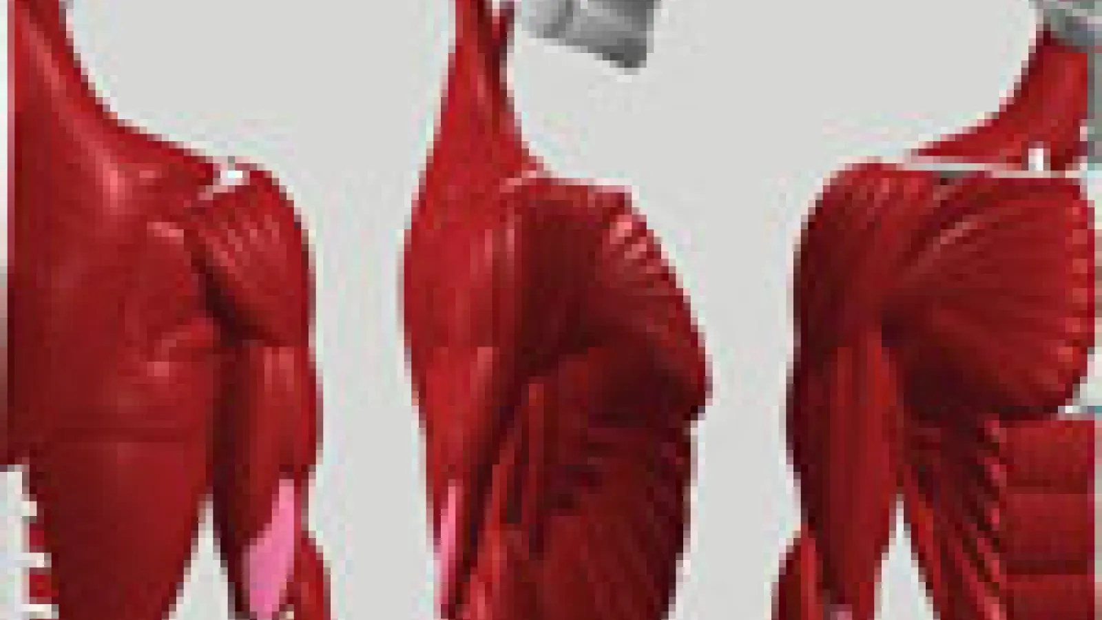 Example Thumbnail of Anatomy Based Models