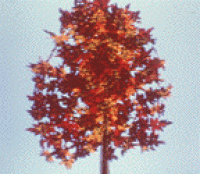 A tree in the fall