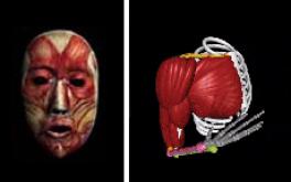 Depictions of the muscles of the face and right arm/shoulder