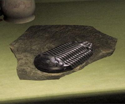 Still from the film of a fossil-like object sitting on a countertop