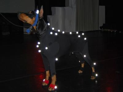 Doberman in motion capture lab