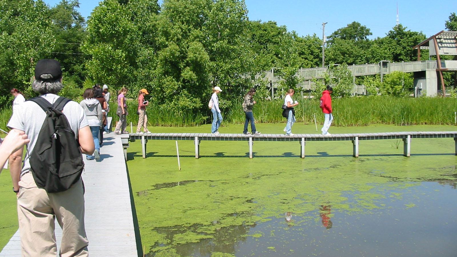 students walk through the wetlands